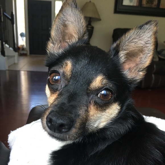 Meet your Posher, Lisa - Picture 4 of 4